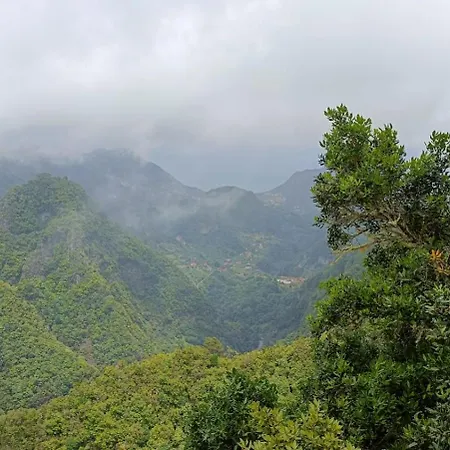 Tulip * Фуншал